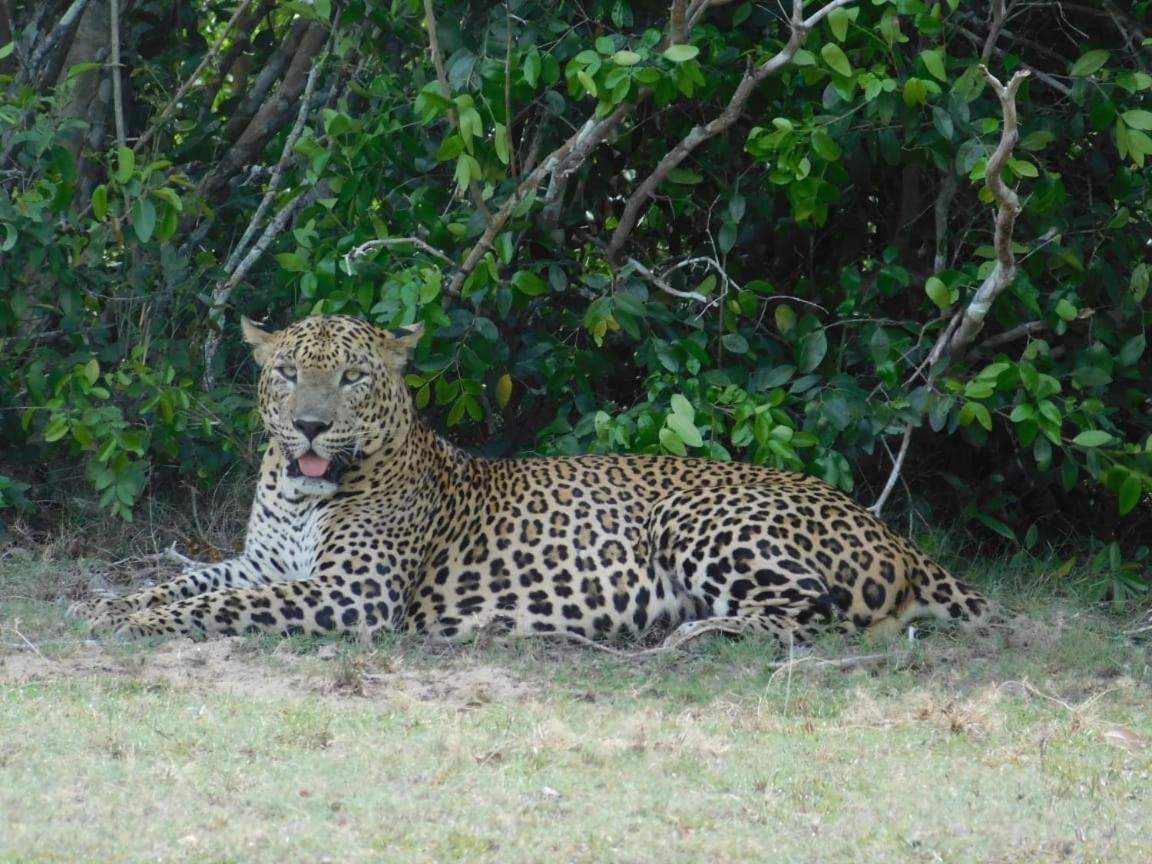 Wilpattu Green Cabin Achchamulai المظهر الخارجي الصورة