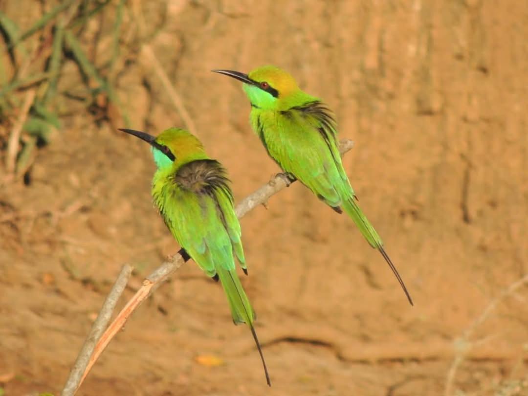 Wilpattu Green Cabin Achchamulai المظهر الخارجي الصورة